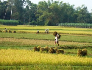 Champ de rizières à Vinh Long